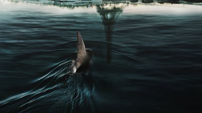 « Under Paris », un requin entre en Seine avant les Jeux Olympiques